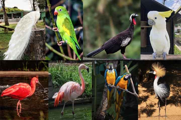 O Zoo das Aves é uma atração especial para famílias e amantes da natureza. Localizado em uma área verde ampla e bem cuidada, abriga dezenas de espécies de aves, muitas delas resgatadas ou ameaçadas de extinção. Reprodução: Flipar