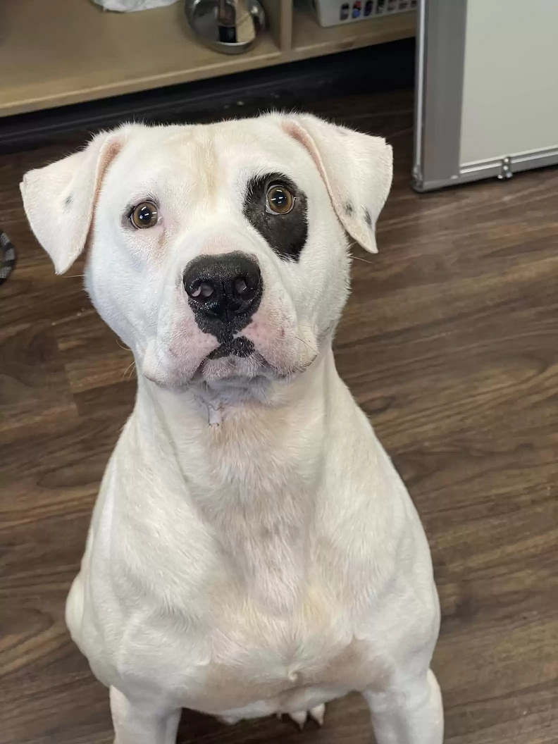 Petey é um cachorro muito alegre e divertido. Foto: SPCA of Wake County 