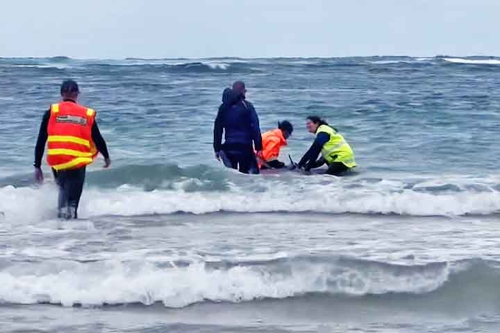 Duas tentativas de devolvê-las ao mar falharam, e os animais continuavam voltando para a praia por conta das condições do mar. Reprodução: Flipar