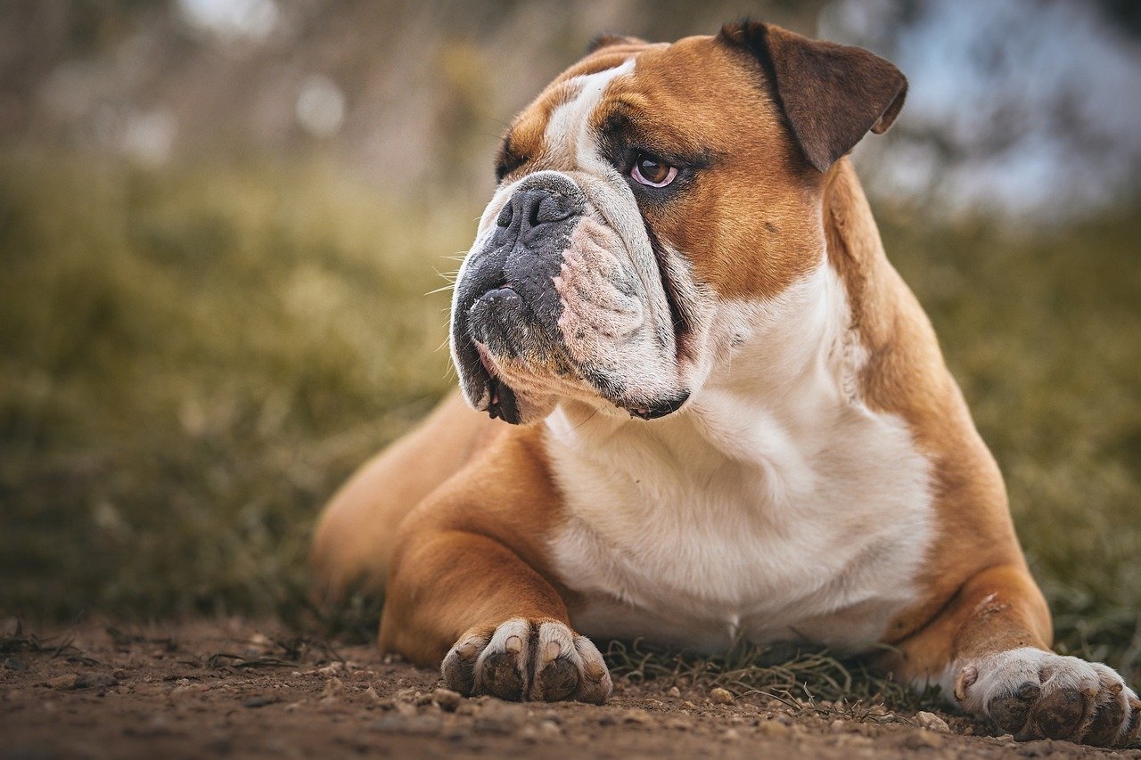 Essas características são tendências gerais, mas é importante considerar que cada cachorro é único, e o peso saudável depende de uma dieta balanceada e exercícios adequados para o porte e a idade . Reprodução: Flipar