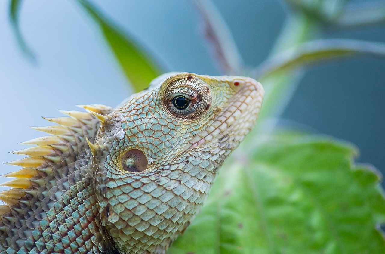 O camaleão é coberto por escamas. Afinal, sua pele possui queratina, o que apresenta uma série de vantagens. como a resistência. Diferentes espécies são capazes de variar a sua coloração por meio de combinações de rosa, azul, vermelho, laranja, verde, preto, etc. Reprodução: Flipar