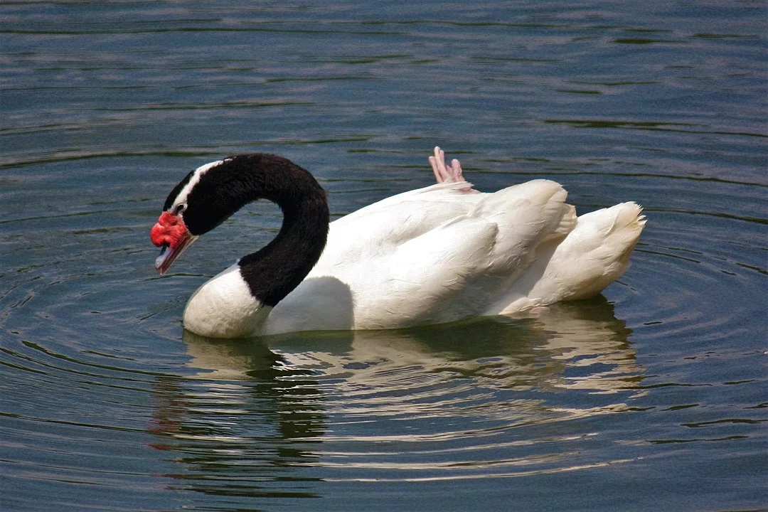 Com 248 mil m², Valdivian abriga rica diversidade de flora e fauna. Dentre os animais, estão o puma, o pudu, o cisne de pescoço negro e o macaco de montanha. Reprodução: Flipar