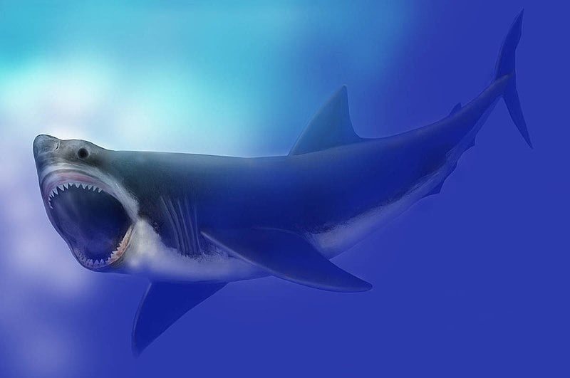 A extinção do megalodonte ocorreu quando a humanidade sequer existia, há cerca de 3,5 milhões de anos. Reprodução: Flipar