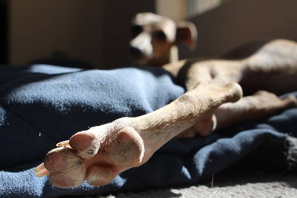 As pernas do Galguinho Italiano são frágeis e é preciso ter cuidado. Foto: Jeeby/Pixabay