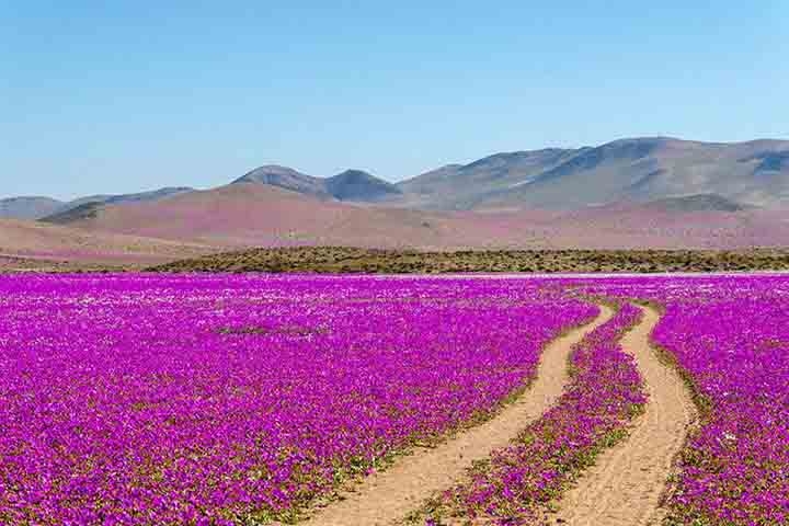 Brotam flores do deserto, cactos, malvas e adesmias. fFores coloridas contrastam com a aridez do deserto, criando um espetáculo visual impressionante. Reprodução: Flipar