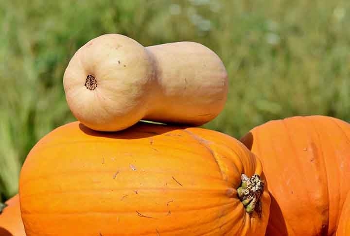 Os indígenas que primeiro habitaram o território brasileiro também cultivavam abóbora. Ela compunha com mandioca e milho os produtos agrícolas mais relevantes.
 Reprodução: Flipar