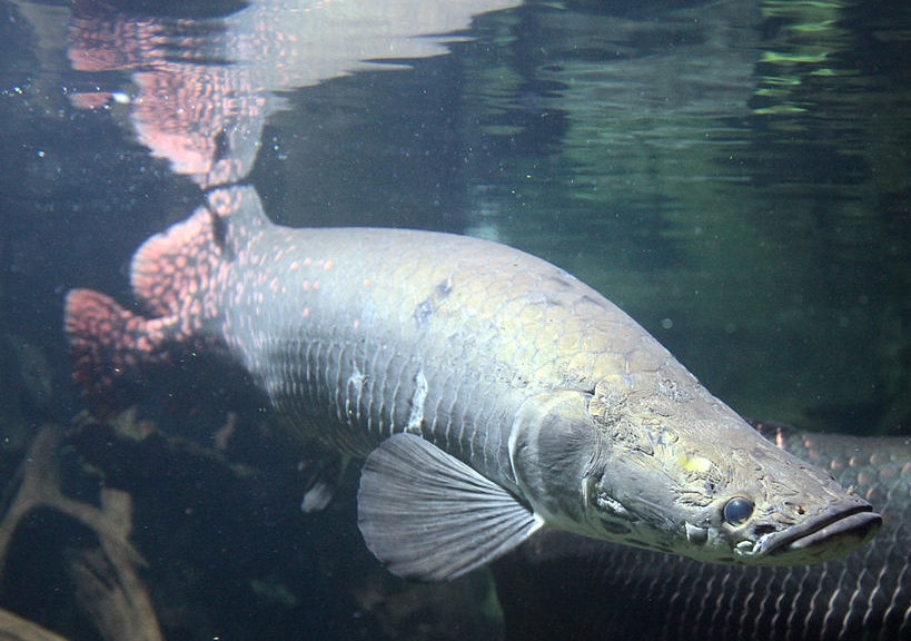 #1) Pirarucu: finalmente, o campeão dos peixões do Brasil é o famoso Pirarucu! Podendo atingir até 3 m de comprimento e 220 kg o pirarucu não só é considerado o maior peixe de água doce do Brasil, como também do mundo! Reprodução: Flipar