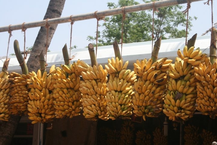 A Cavendish, desenvolvida para resistir àquela primeira praga, agora enfrenta uma variação do mesmo fungo: o Fusarium oxysporum (TR4). Reprodução: Flipar