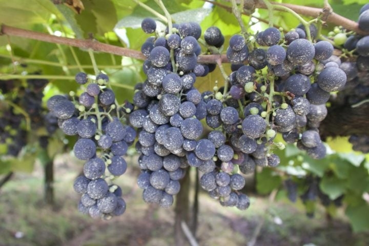 Elementos como a qualidade e tipo das uvas, solo, microclima e processo de vinificação são analisados pela IA para distinguir as bebidas. Reprodução: Flipar