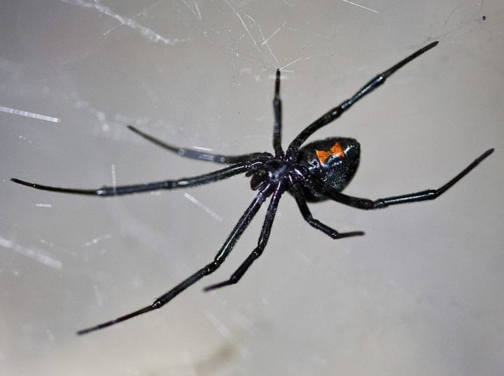 Viúva-negra (Latrodectus): Essas aranhas são conhecidas por sua coloração brilhante e pela forma de ampulheta em seu abdômen. Pode ser encontrada em vários lugares do mundo. Reprodução: Flipar