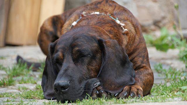 Os Bloodhound são animais tranquilos. Foto: e2grafikwerkstatt/Pixabay