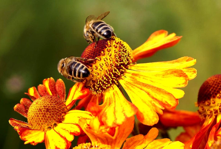 As abelhas, por meio da polinização de inúmeros alimentos, como frutas, legumes e grãos, garantem a segurança alimentar de toda a humanidade. Reprodução: Flipar