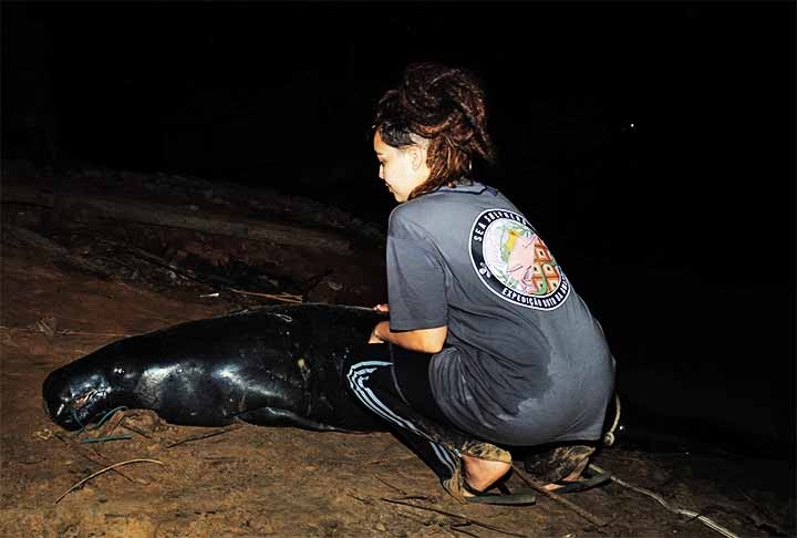 ‘Estima-se que a cada dia em campo, a equipe tenha prevenido a morte de cerca de 15 peixes-boi”, ressaltou Castro.
 Reprodução: Flipar