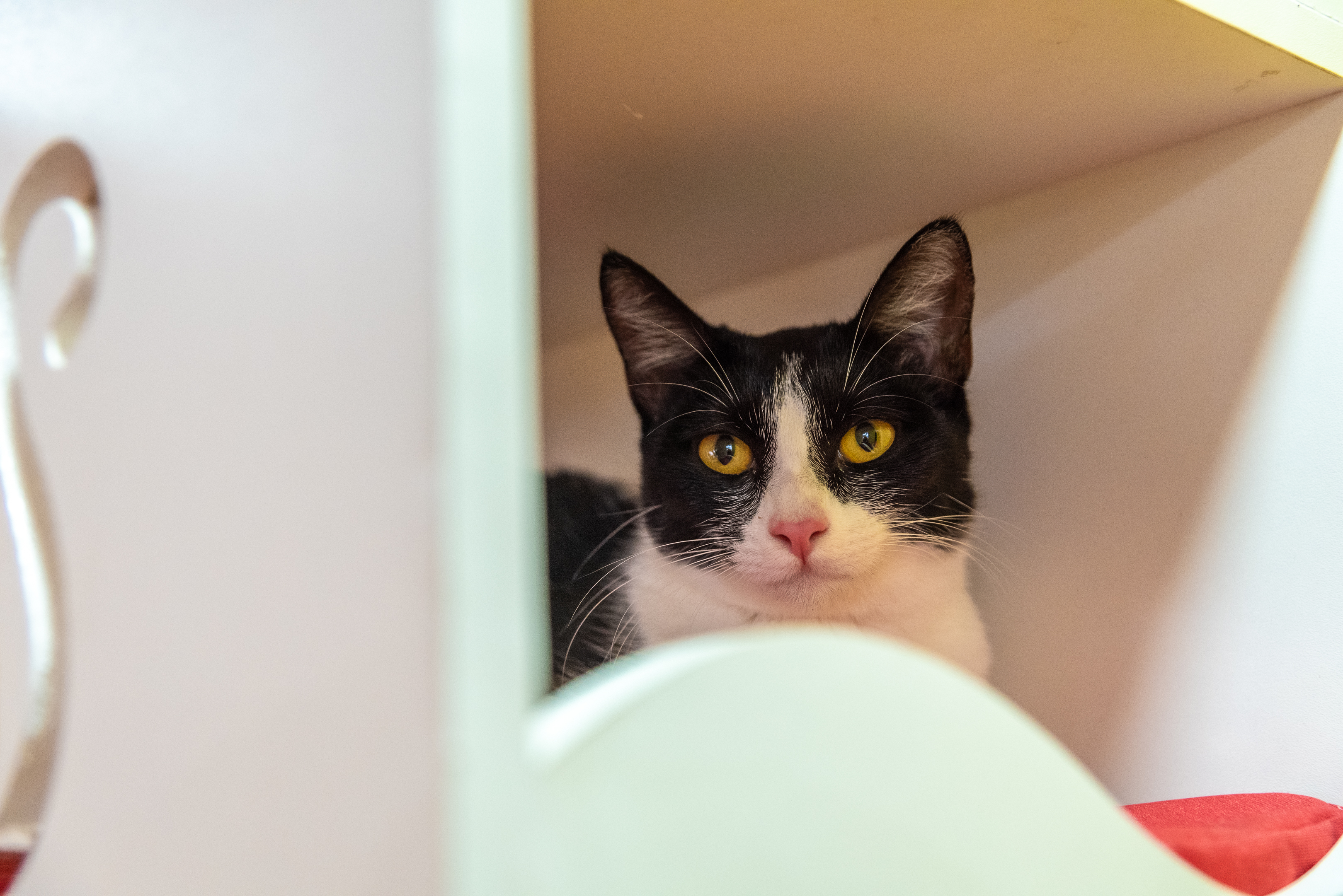 Os visitantes poderão interagir e brincar com os gatinhos durante o evento. Foto: Divulgação