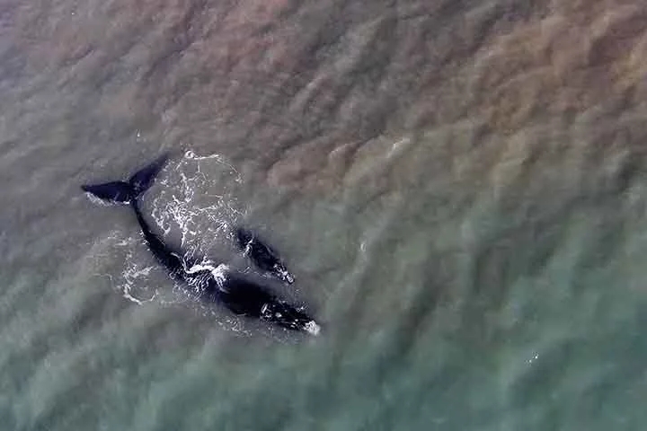 Baleia-franca (Eubalaena australis) - Chamada também de baleia-franca-austral, baleia-verdadeira, ballena franca austral e southern right whale. Com a maior presença no litoral de Santa Catarina, ficaram conhecidas como gigantes catarinenses. Reprodução: Flipar