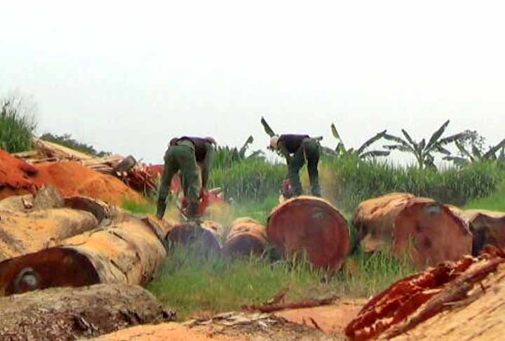 As empresas usavam expedientes para simular que as madeiras exploradas originavam-se de áreas de manejo autorizadas.