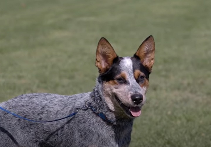 Australian Cattle Dog - Vive em média de 12 a 16 anos, é conhecido também como blue heeler ou red heeler. É oriundo da Austrália, possui pelagem curta e corpo musculoso. Costuma ser usado em pastoreio de gado. Reprodução: Flipar