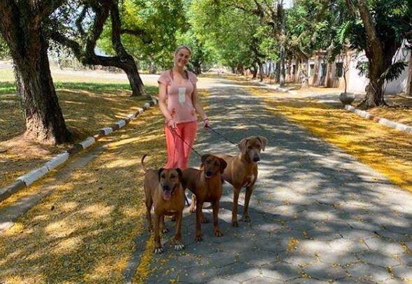 Ana Hickmann passeando com seus cachorros da raça Rhodesian Ridgeback. Foto: Reprodução/Instagram