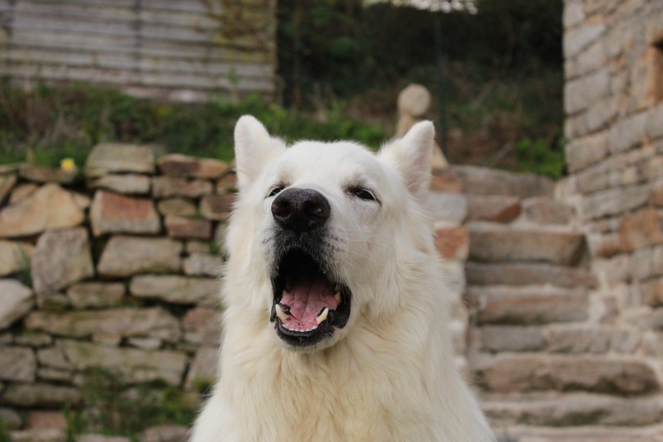 Pastor Branco Suíço é um cão protetor e leal. Foto: Emma Morin/Pixabay