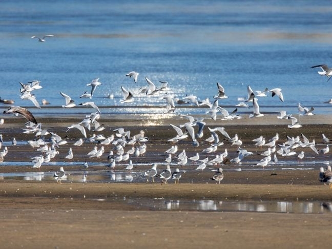 Essas aves desempenham um papel importante nos ecossistemas marinhos, ajudando a controlar populações de peixes e invertebrados e atuando como indicadores da saúde ambiental. Reprodução: Flipar