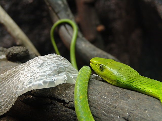 Veja, além da mamba-verde,  uma lista com as cobras mais venenosas do mundo. Espécies que são notoriamente perigosas.  Reprodução: Flipar