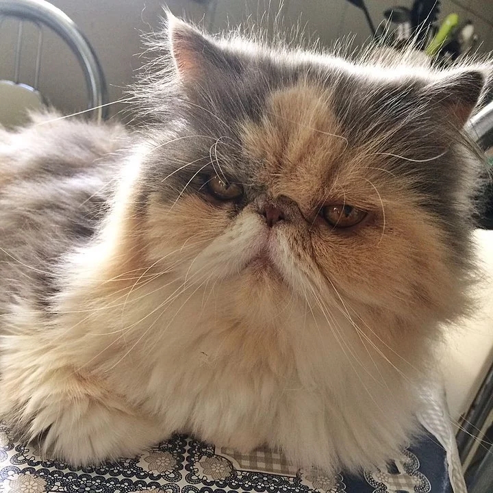 Persa - Originária do Irã (antiga Pérsia). Tem muita pelagem e focinho achatado. Mia pouco, num tom baixo, que não incomoda. Há mais de 100 combinações de cores para esses gatos. Vive entre 12 e 17 anos.  Reprodução: Flipar