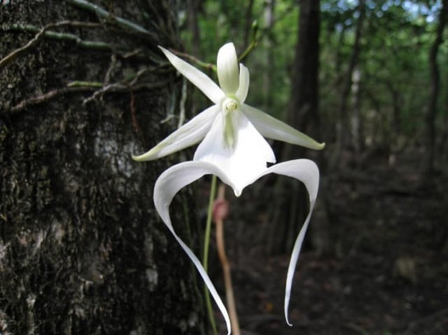 Orquídea Fantasma - Originária do sudoeste da Flórida, Bahamas e Cuba, onde crescem em áreas bastante úmidas e abafadas. As flores são grandes e têm cheiro de maçã.  Reprodução: Flipar