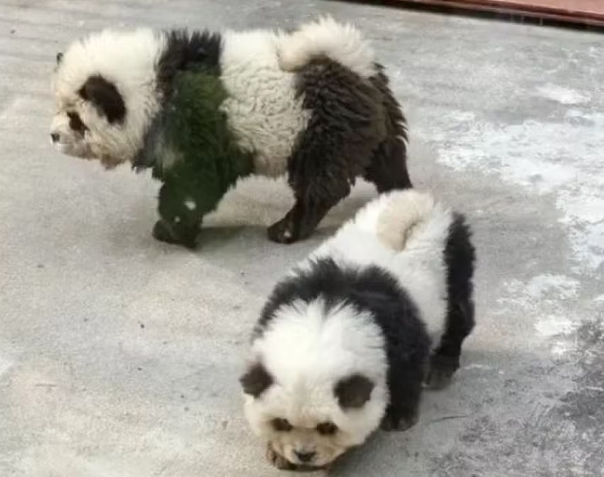 A China já chamou atenção com ações fakes envolvendo animais. Para aumentar a visitação, o Zoológico de Taizhou tingiu filhotes de cachorro da raça chow chow para que eles ficassem parecidos com pandas.  Reprodução: Flipar