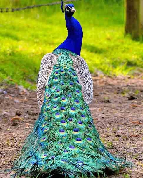 Pavão-Comum- Nativo da Índia. O macho pode pesar até 5,5 kg e medir cerca de 1 metro. Reconhecido por sua deslumbrante exibição de plumagem no ritual de acasalamento - referência de beleza na fauna - o macho abre sua cauda em forma de leque para atrair as fêmeas.  Reprodução: Flipar