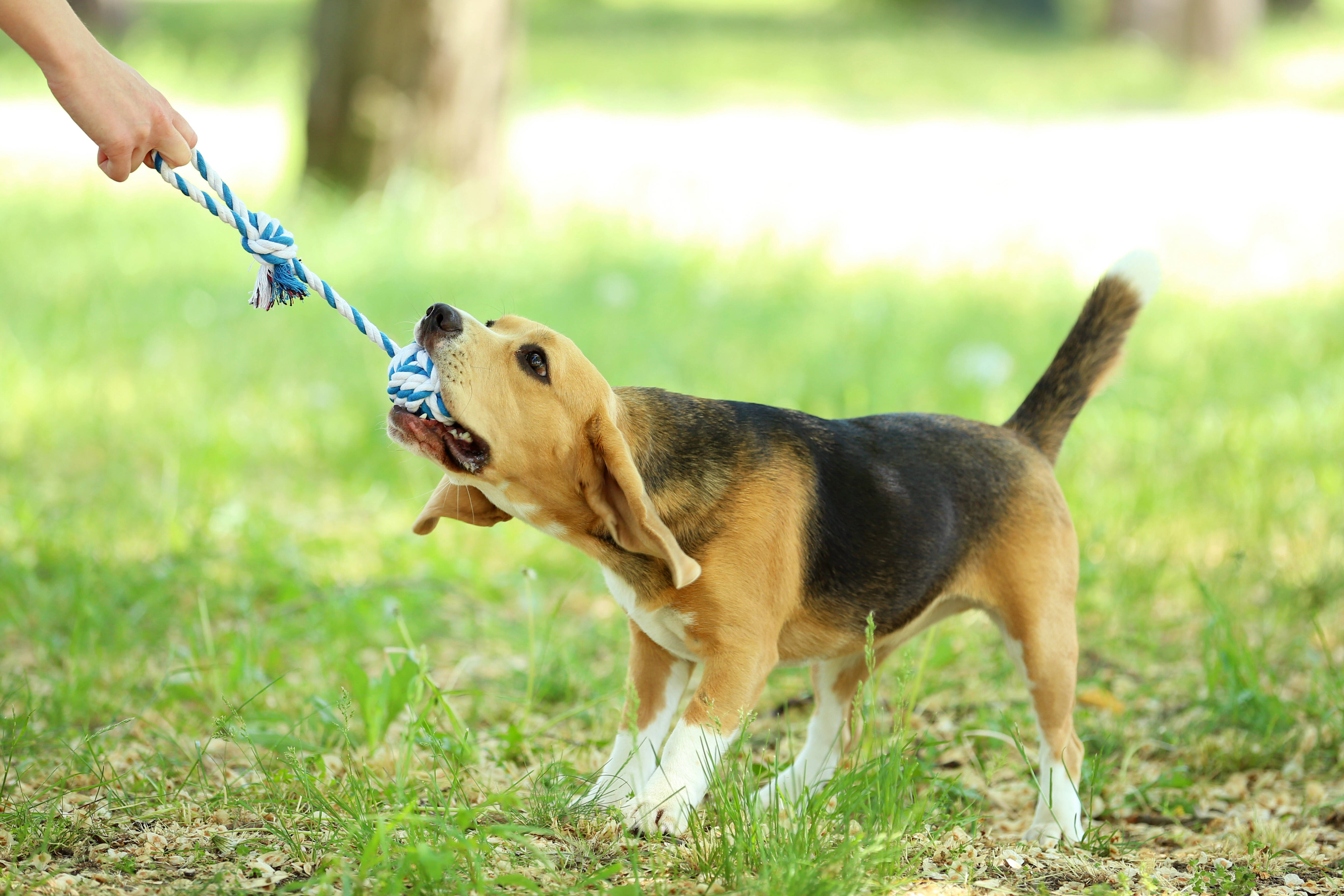 Eles adoram explorar novos lugares e cheirar novos odores. Levar o cão para passeios regulares em diferentes ambientes proporciona estímulos mentais e mantém a saúde física do animal. Além de exercício físico, os passeios proporcionam estímulos visuais e olfativos que são essenciais para o bem-estar do pet.  shutterstock 