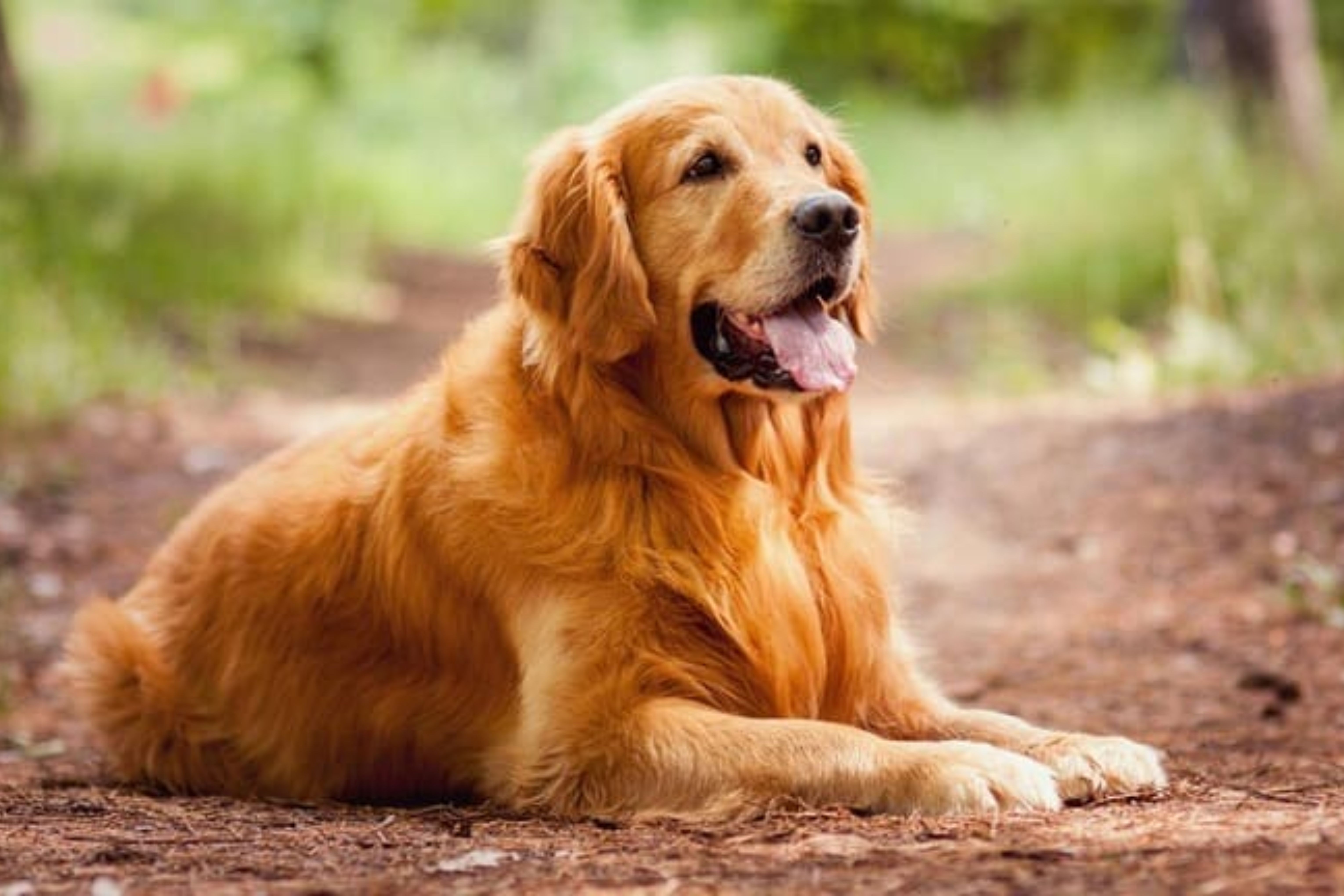 2º - Golden Retriever: muito semelhante ao Labrador, os Goldens são muito escolhidos como cães-guia por seu temperamento tranquilo, disposição para aventura e lealdade. (Reprodução)