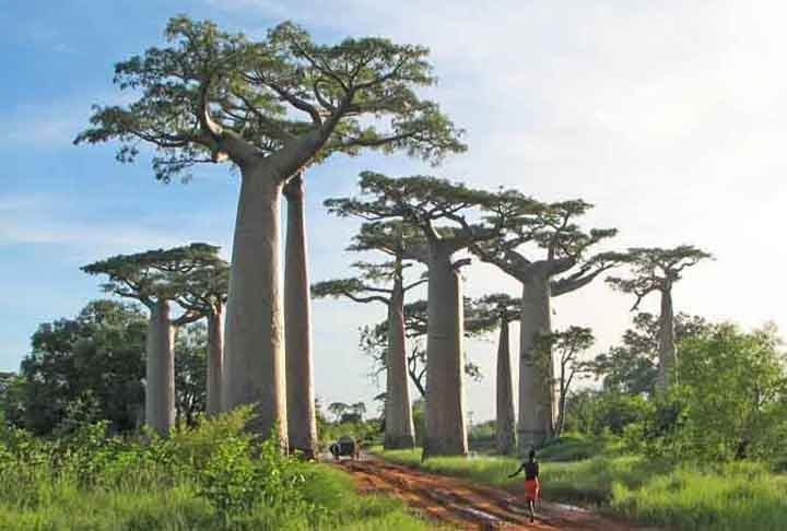 Da mesma forma, Madagascar tem uma flora peculiar que também chama atenção dos visitantes. Entre os destaques, os famosos baobás que são apontados em qualquer lista das árvores mais belas do planeta.  Reprodução: Flipar