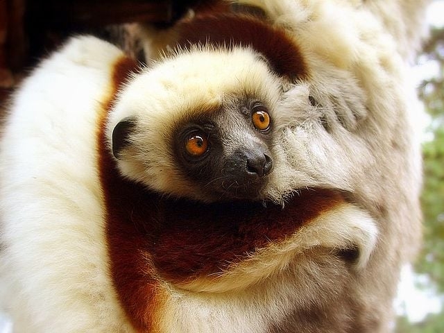 A gestação de um lêmure-sifaka dura cerca de 160 dias e, aos seis meses, já são independentes, atingindo o tamanho máximo com um ano de vida. Reprodução: Flipar