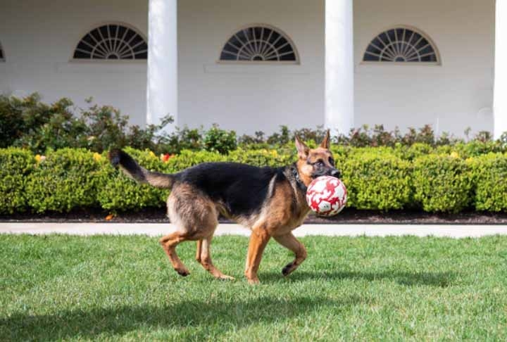 Conheça Commander, novo cachorro pastor alemão de Joe Biden