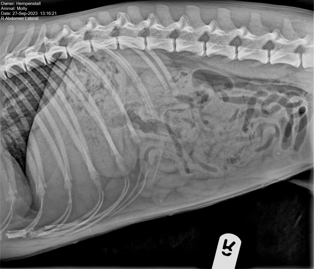 Radiografias mostram meias no intestino de Molly