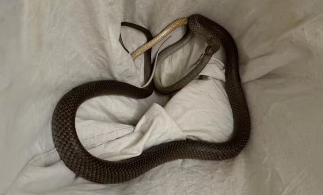 Ao site da ABC News, Kent relatou que foi chamado por pessoas que achavam que as cobras estavam acasalando, mas ele notou que a serpente maior estava devorando a menor.
 Reprodução: Flipar