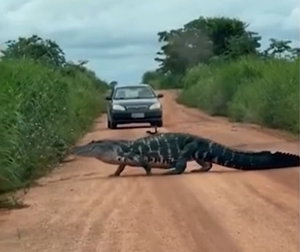 Alguns meses depois, um jacaré foi atacado e devorado por piranhas em um rio da região. Em 2024, outro jacaré causou alvoroço ao interromper o trânsito no sul do estado. Reprodução: Flipar