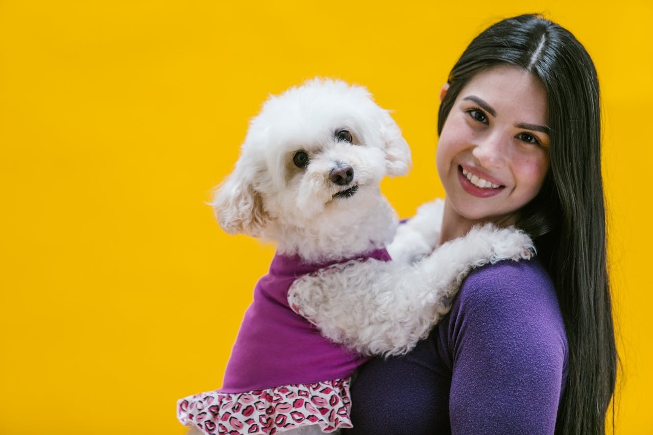 Um Poodle bem cuidado é um excelente companheiro para quem procura um animal de estimação dedicado e carinhoso. Ele é ideal para quem possui uma rotina ativa, pois além de precisar de cuidados com o pelo, também necessita de exercícios físicos regulares para manter sua saúde mental e física. Reprodução: Flipar