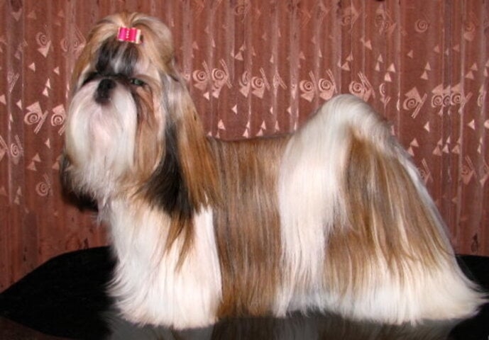  Shih-tzu - Originária da China, essa raça que não passa de 27 cm de altura cham aatenção pelo pelo longo. Gosta de brincar com crianças e se dá bem com outros animais de estimação. Vive traquilo na cidade ou no campo.  Reprodução: Flipar