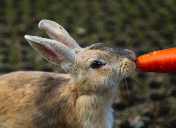 E sim, os coelhos podem comer cenoura, mas com algumas ressalvas. O legume não deve ser a base da alimentação do coelho, mas sim um complemento. Reprodução: Flipar