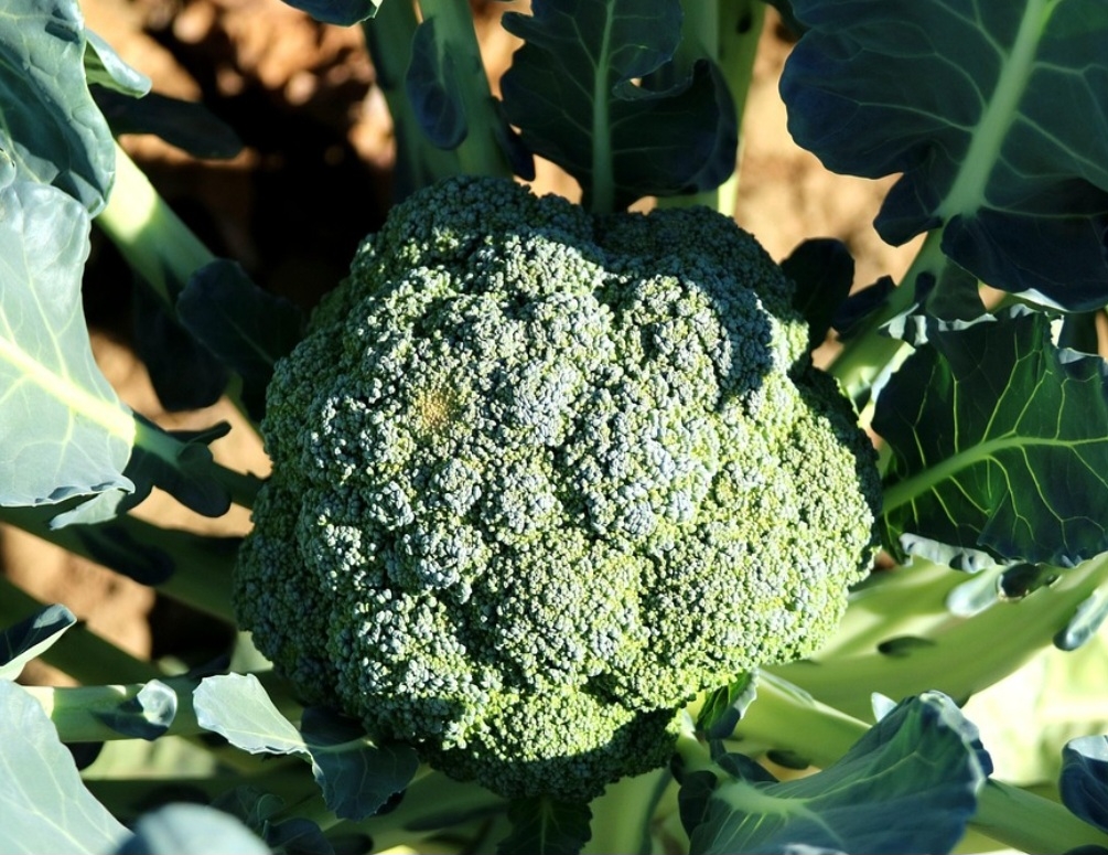 Brócolis e a couve-flor, que são vegetais crucíferos, e o abacate ajudam a combater a calvície. Os dois primeiros contêm sulforafano e folato, que podem estimular o crescimento capilar e a produção de queratina, enquanto o segundo é rico em vitamina E e gorduras saudáveis. Reprodução: Flipar