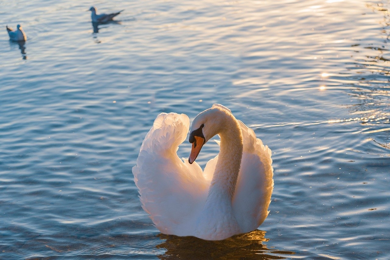 Os cisnes são aves da família Anatidae, pertencentes ao gênero Cygnus. Seus parentes mais próximos são os gansos e os patos, que formam a tribo Cignini e são integrantes da subfamília Anserinae. Reprodução: Flipar