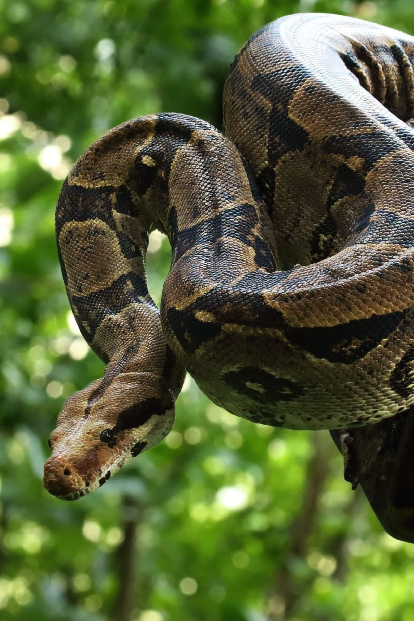 Cuidado antes da adoção Antes de escolher um animal de estimação exótico, é necessário buscar lugares que façam a venda de forma legalizada pelo Ibama, pois a comercialização fora das normas é considerada tráfico. Reprodução: EdiCase