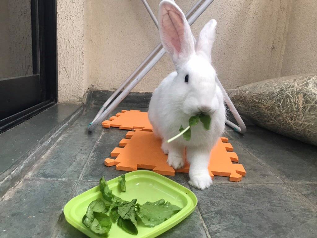 A alimentação do Nick é regrada, com feno próprio para coelhos, rúcula e ração