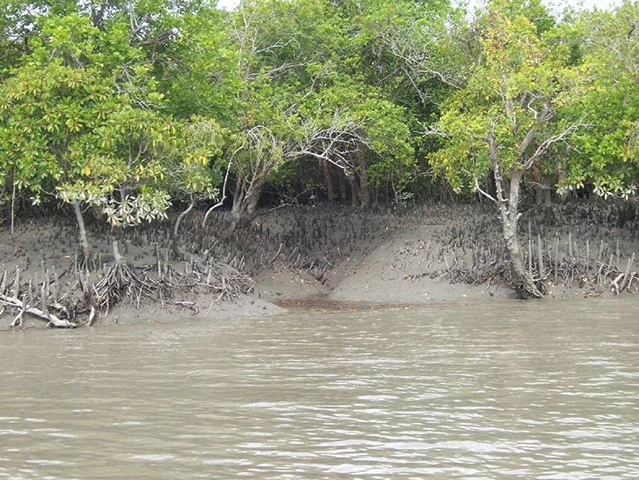 6ª - Parque Nacional do Sundarbans – Índia e Bangladesh - Área composta por pântanos, rios e florestas de mangue do Delta do Ganges.  Reprodução: Flipar