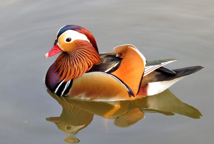 Pato-Mandarim- Reverenciado na China e no leste da Ásia como símbolo de amor e fidelidade, é conhecido por sua plumagem única e colorida, que parece pintura - com tons de laranja, dourado, azul e verde - que se torna ainda mais intensa na época de reprodução. Essa ave é monogâmica e os machos fazem exibições para atrair as fêmeas. Reprodução: Flipar