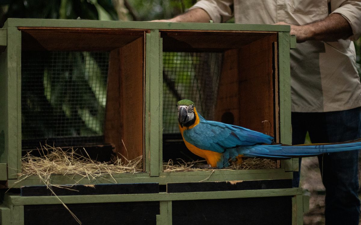 Araras-canindés voltam à Floresta da Tijuca após dois séculos de extinção. Foto: Divulgação/Flavia Zagury