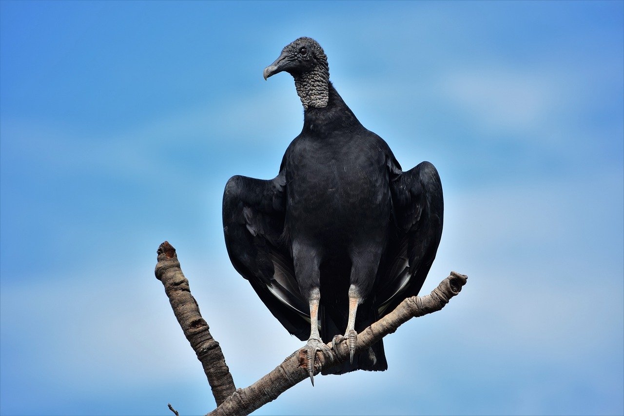 CONDOR ANDINO - Tem envergadura de até 3,3 metros e pode pesar 15 kg. Possui penas pretas, colar branco ao redor do pescoço e cabeça sem penas, adaptada para higiene ao se alimentar. Reprodução: Flipar