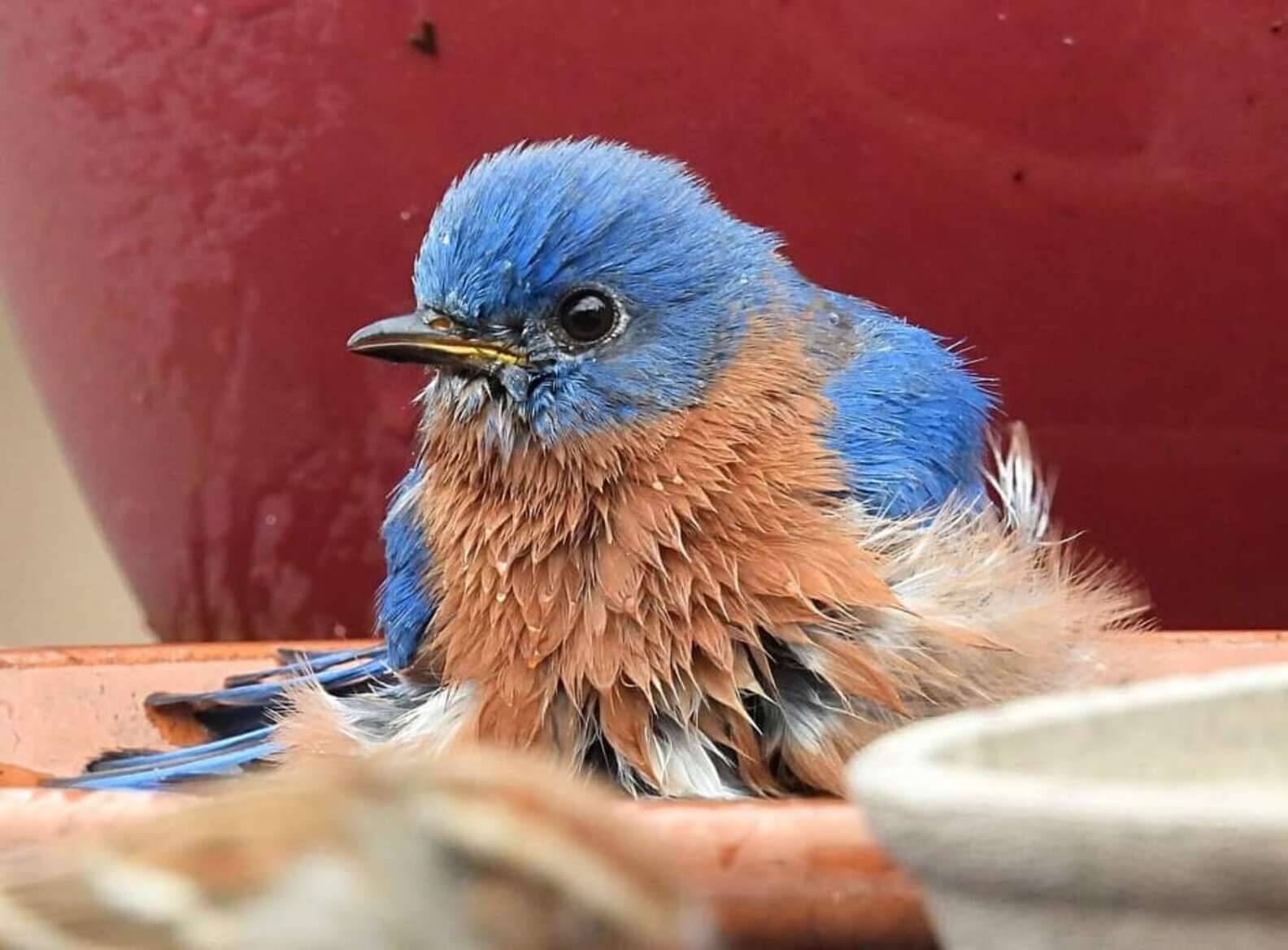 O pássaro azul se divertiu muito e não tinha ideia de que havia afetado a sessão de fotos de seu anfitrião. Foto: Carla Moore-Williams
