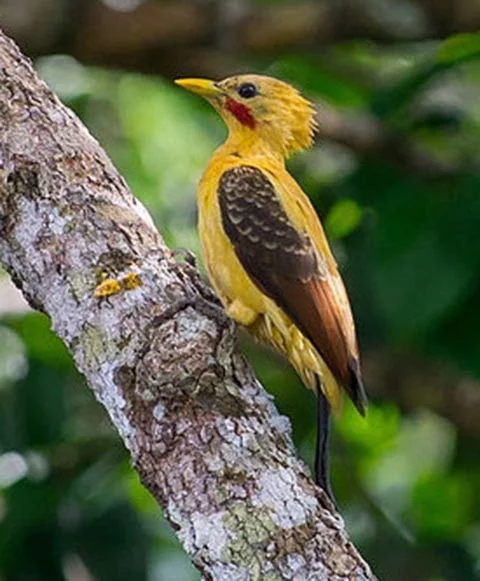 Pica-Pau Amarelo - Ave que só existe no litoral brasileiro, desde Alagoas até o Rio de Janeiro. Ameaçada pela destruição de seu habitat natural, com desmatamentos e queimadas.  Reprodução: Flipar